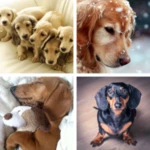 dachshund hd wallpapers android application logo